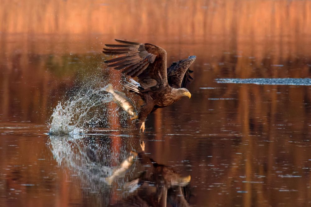 Seeadler  (Haliaeetus albicilla) mit Zander