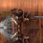 Seeadler  (Haliaeetus albicilla) mit Zander