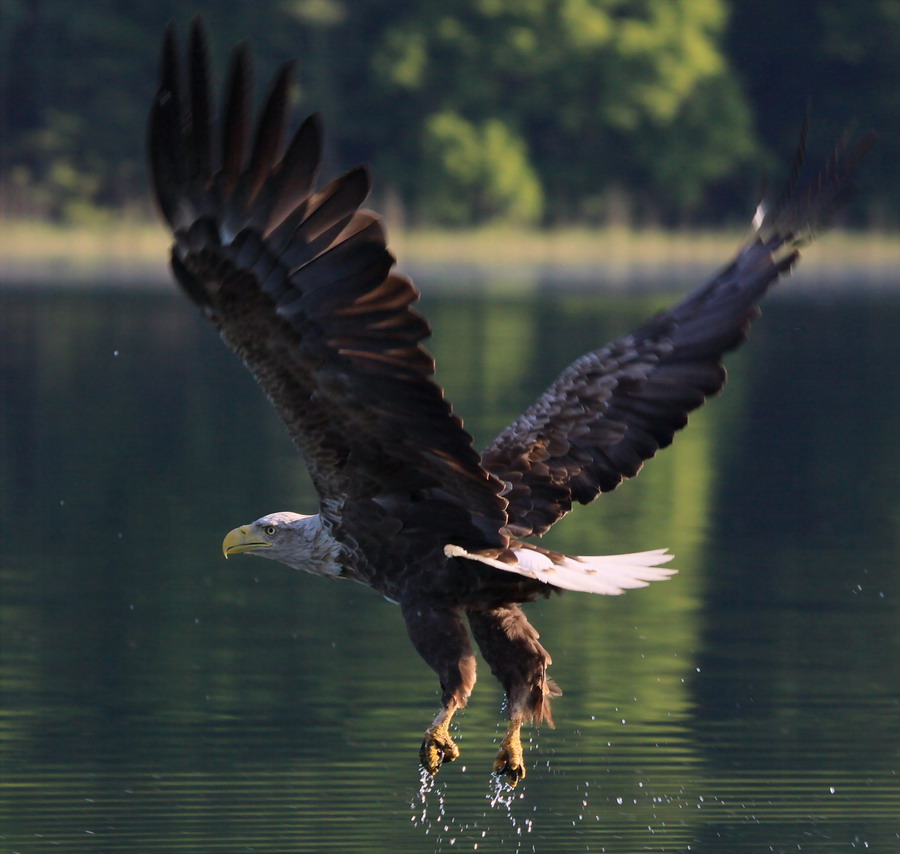 Seeadler ( Haliaeetus albicilla ) ohne Erfolg