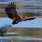 Seeadler- (Haliaeetus albicilla) -Schlickjäger