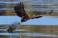 Seeadler- (Haliaeetus albicilla) -Schlickjäger