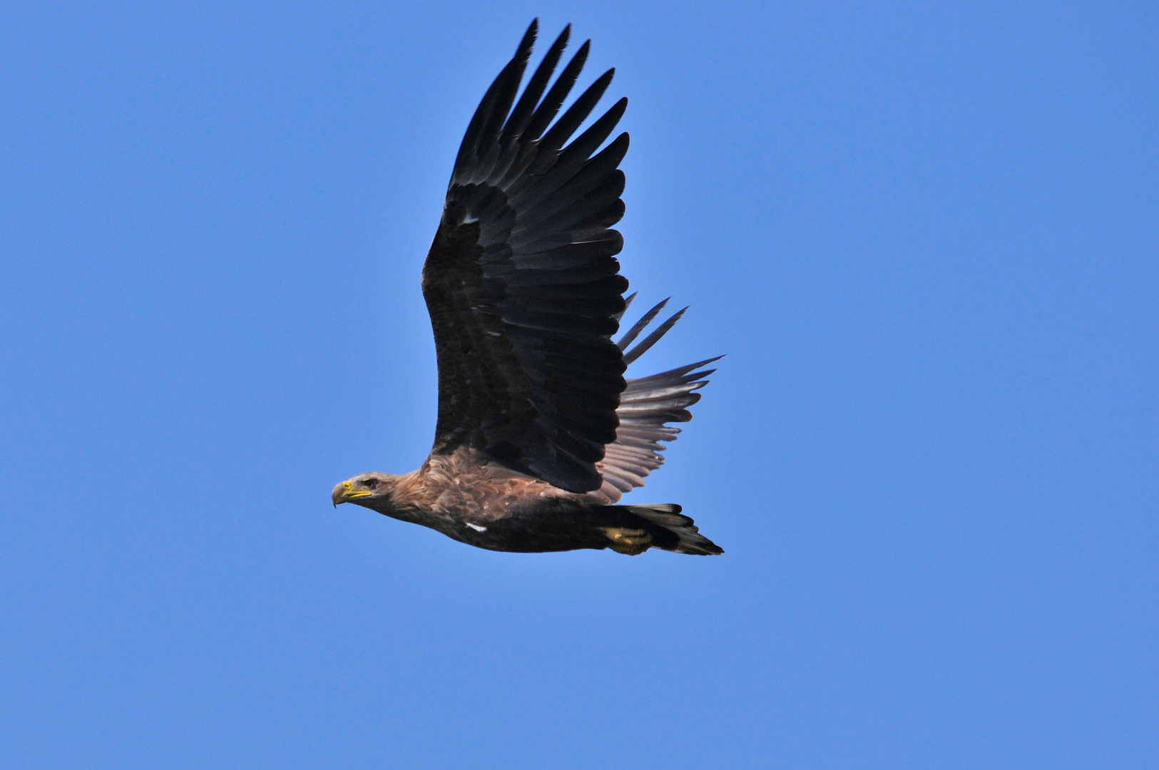 Seeadler (Haliaeetus albicilla) - Tauerwiesenteich Oberlausitz