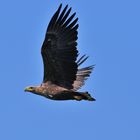 Seeadler (Haliaeetus albicilla) - Tauerwiesenteich Oberlausitz