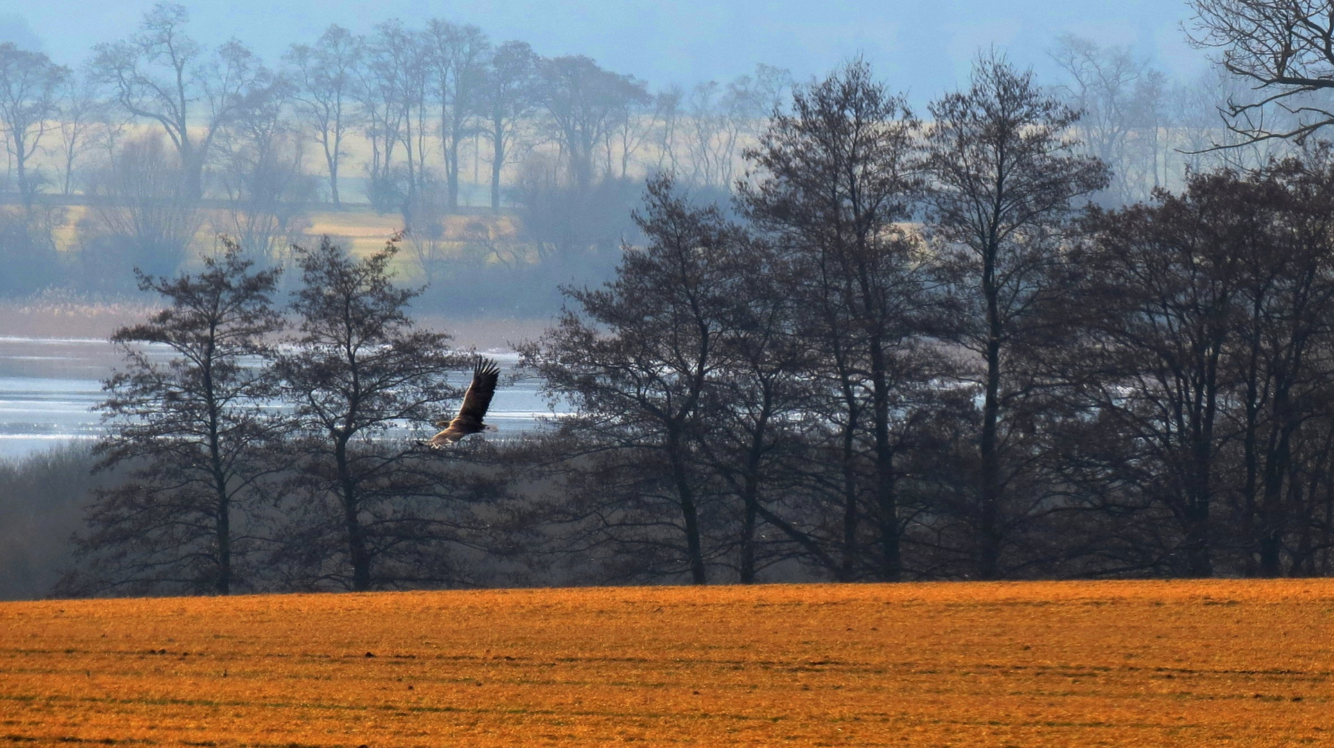 Seeadler (Haliaeetus albicilla) Uckermark