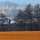 Seeadler (Haliaeetus albicilla) Uckermark