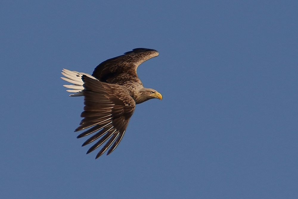 Seeadler (Haliaeetus albicilla) über der Feldberger Seenlandschaft in Mecklenburg Vorpommern