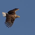 Seeadler (Haliaeetus albicilla) über der Feldberger Seenlandschaft in Mecklenburg Vorpommern