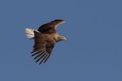 Seeadler (Haliaeetus albicilla) über der Feldberger Seenlandschaft in Mecklenburg Vorpommern