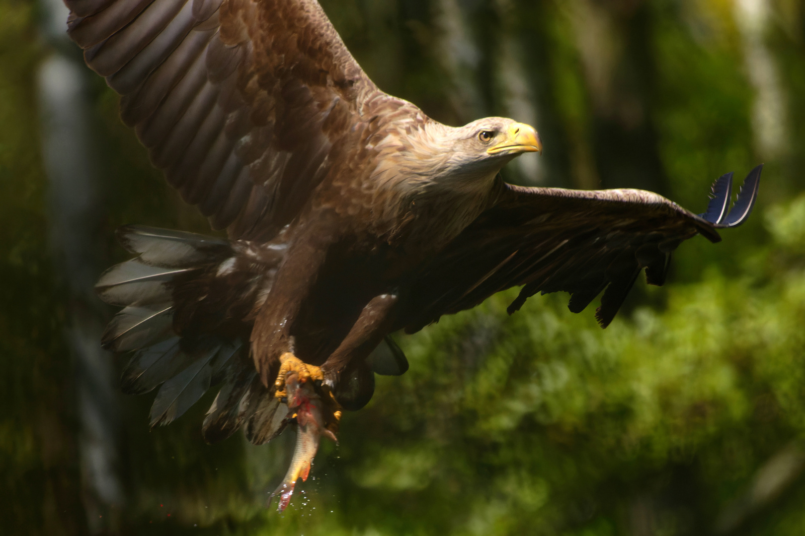 Seeadler  (Haliaeetus albicilla) zu nah