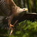 Seeadler  (Haliaeetus albicilla) zu nah