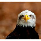 Seeadler (Haliaeetus)