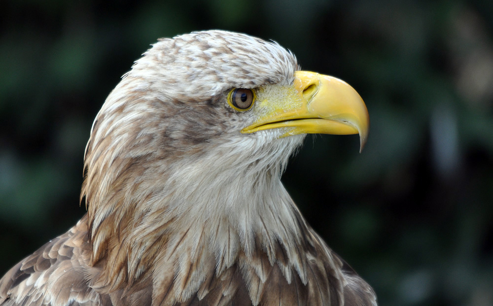 Seeadler – Haliaetus albicilla