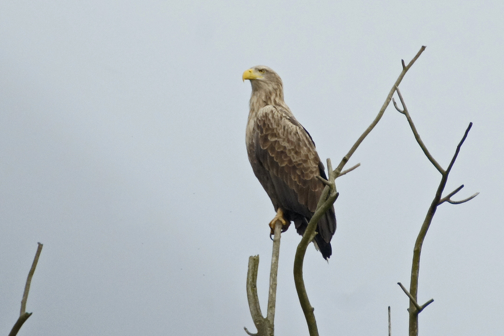 Seeadler (Haliaetus albicilla), Altvogel