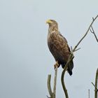 Seeadler (Haliaetus albicilla), Altvogel