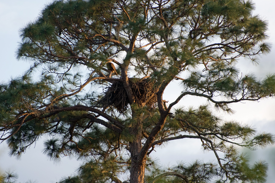 Seeadler-Horst