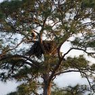 Seeadler-Horst