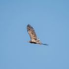 Seeadler I