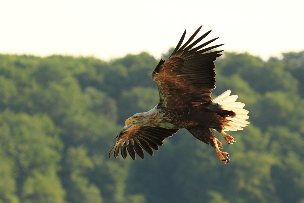 Seeadler I