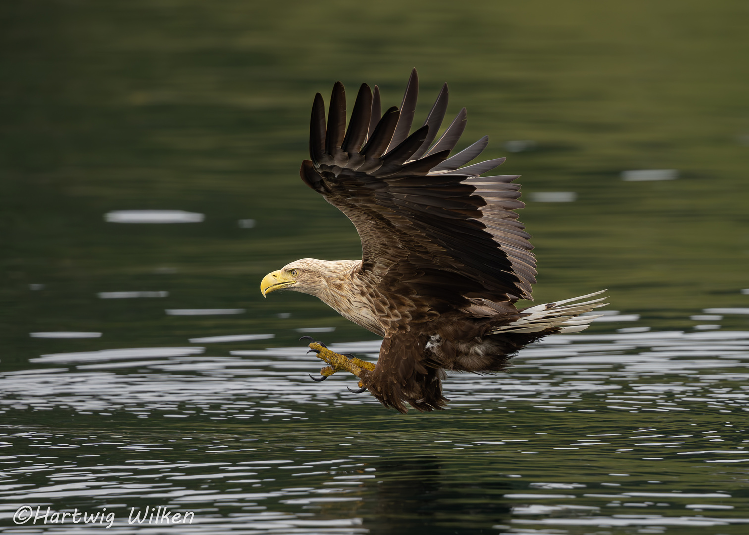 Seeadler I