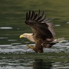 Seeadler I