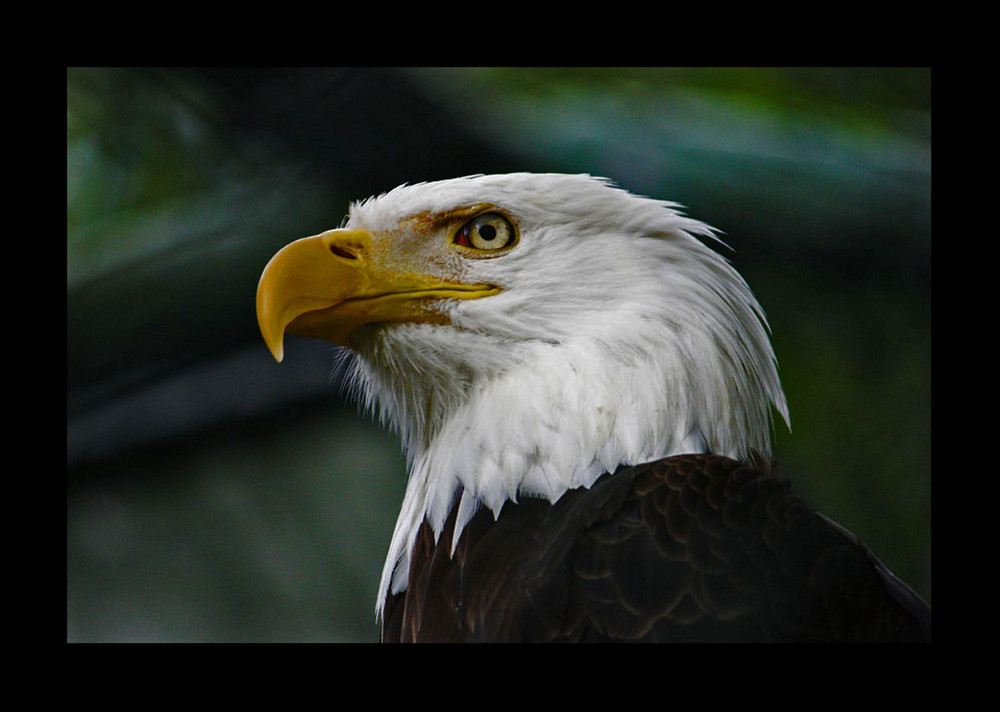 Seeadler - I am the Boss