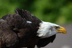 Seeadler, ich hab da was entdeckt.