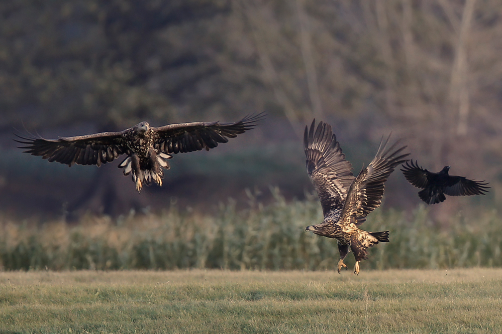 Seeadler II