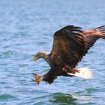 Seeadler II