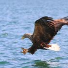 Seeadler II