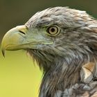 Seeadler II