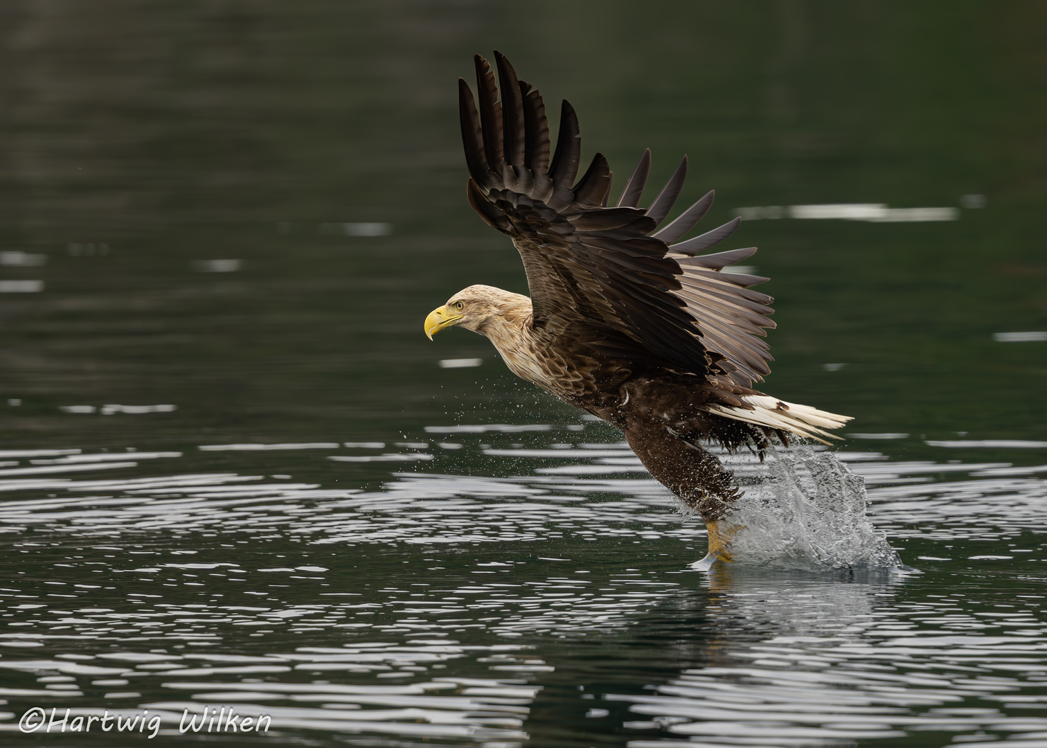 Seeadler II