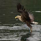 Seeadler II