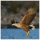 Seeadler II