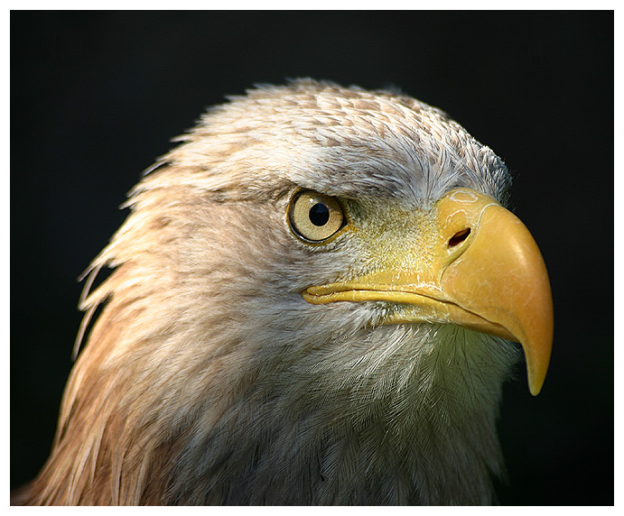 Seeadler II