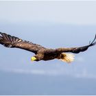 Seeadler III