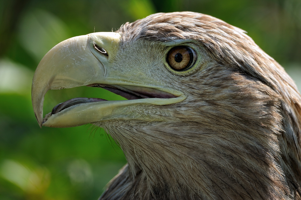 Seeadler III