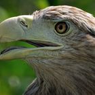 Seeadler III