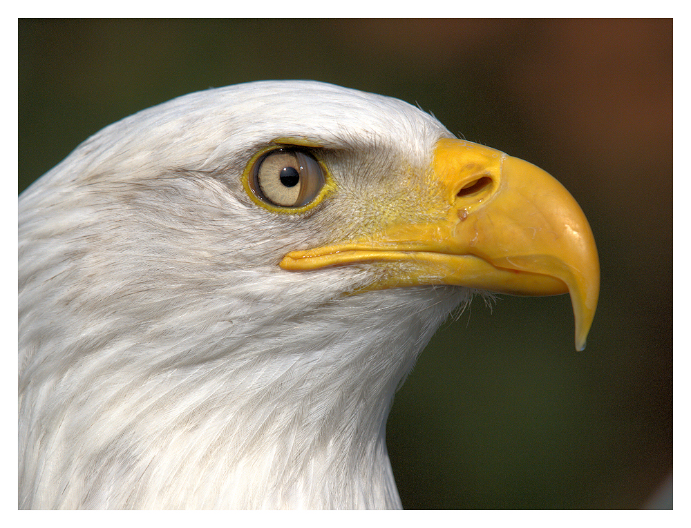 Seeadler III