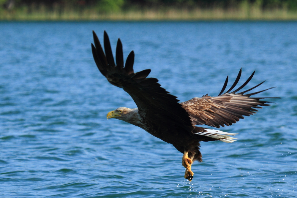 Seeadler III