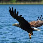 Seeadler III