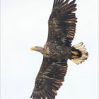 Seeadler III