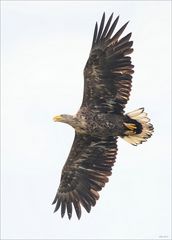 Seeadler III