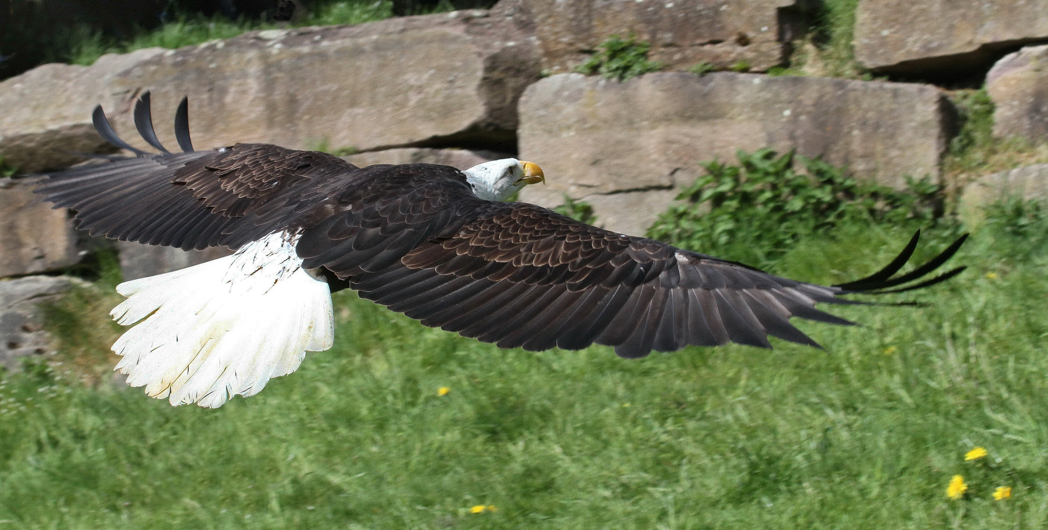 Seeadler III...