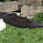 Seeadler III...