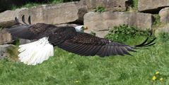 Seeadler III...