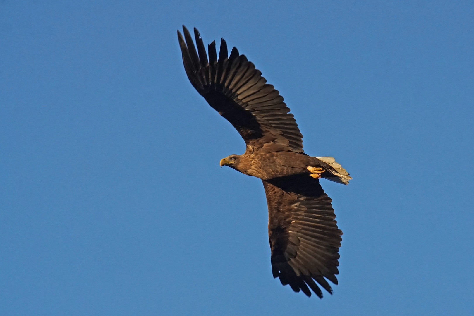 Seeadler im Abendlicht