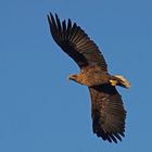 Seeadler im Abendlicht