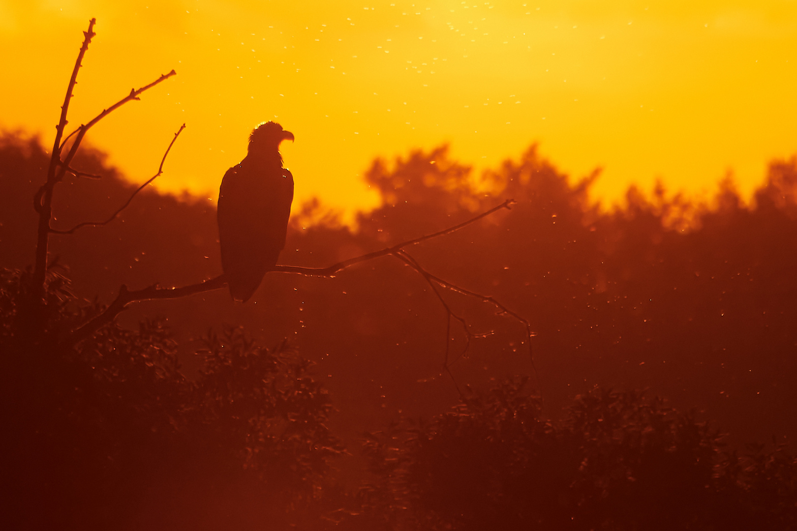 Seeadler im Abendlicht