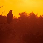 Seeadler im Abendlicht