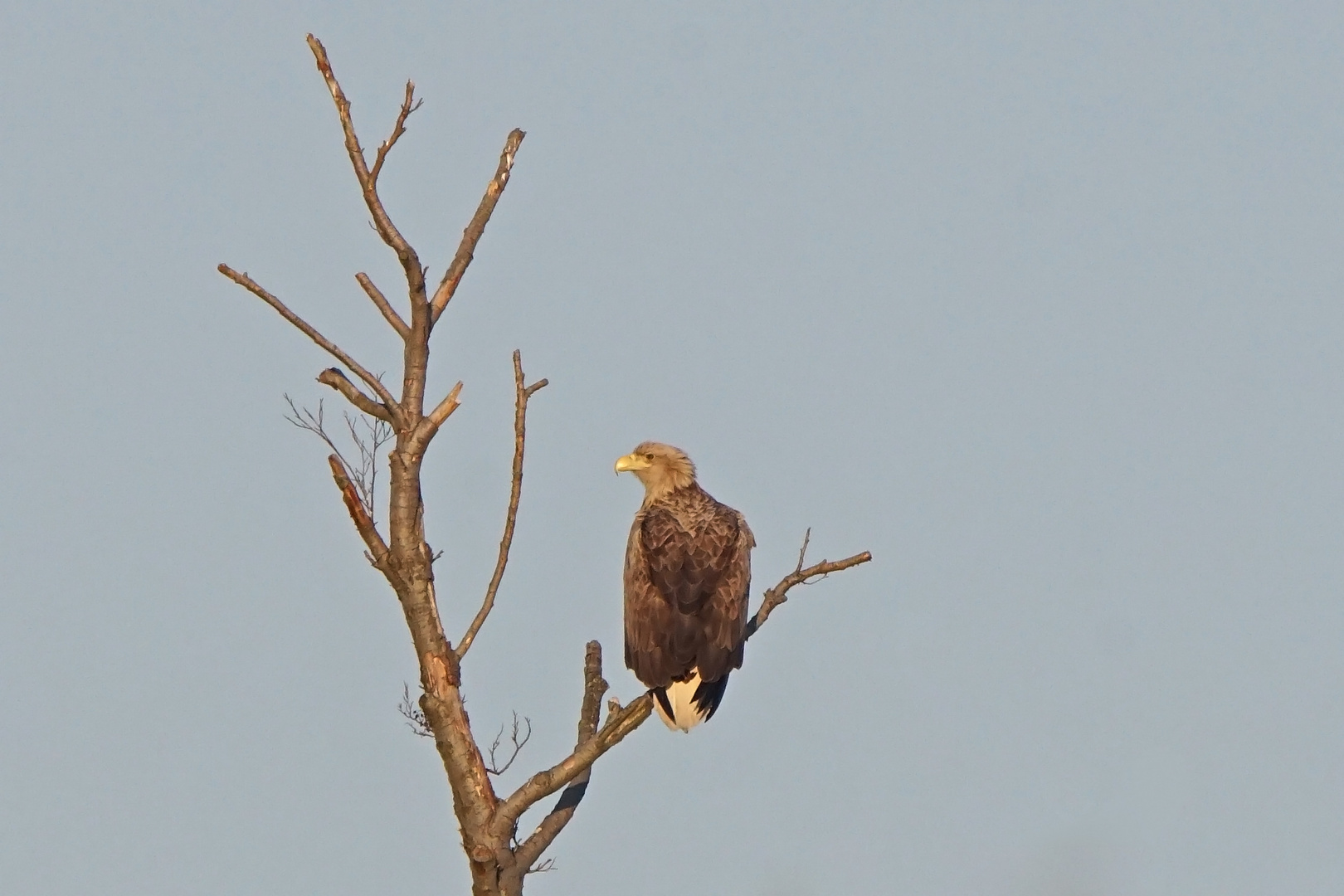 Seeadler im Abendlicht